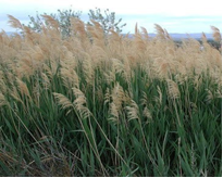 Phragmites australis